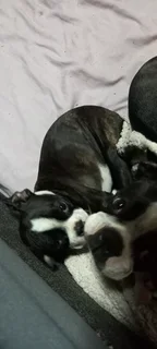 Boston Terrier Puppies