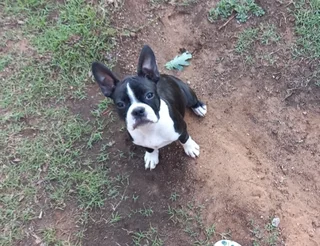 Boston Terrier Puppies