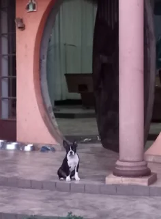 Boston Terrier Puppies