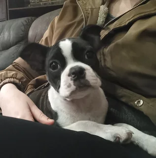 Boston Terrier Puppies