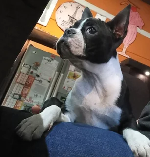 Boston Terrier Puppies