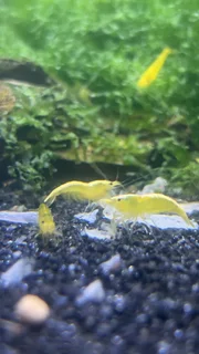 Yellow shrimp