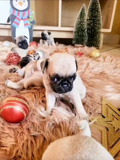 Pug puppies.
