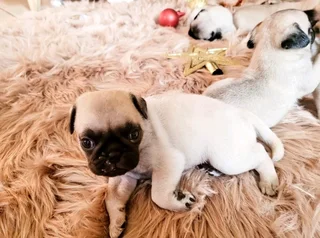 Pug puppies.