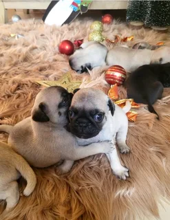Pug puppies.