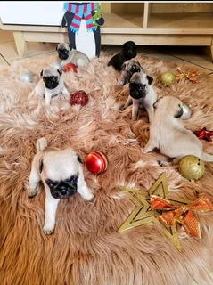 Pug puppies.