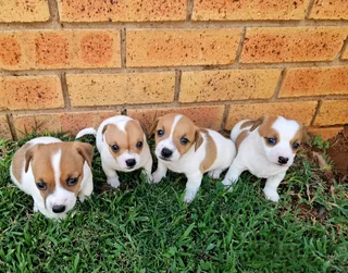 Short leg jack russel puppies.