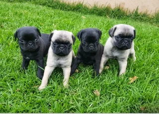 Pug Puppies.