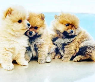 Toypom / pomeranian puppies.