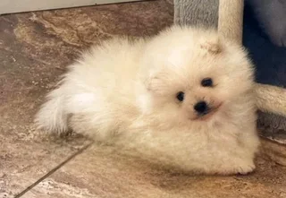 Toypom / pomeranian puppies.