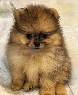 Toypom / pomeranian puppies.