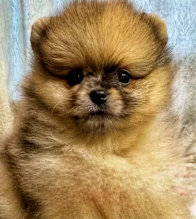 Toypom / pomeranian puppies.