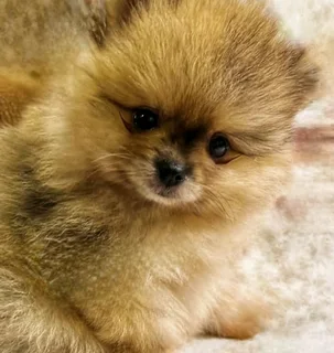Toypom / pomeranian puppies.