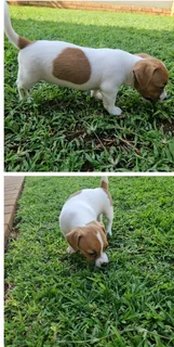 Short leg jack russel puppies.