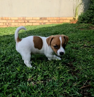Short leg jack russel puppies.