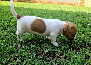 Short leg jack russel puppies.
