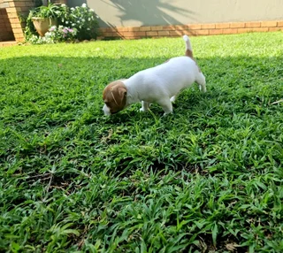 Short leg jack russel puppies.