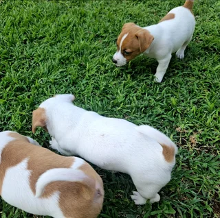 Short leg jack russel puppies.