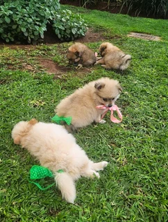 Toypom / pomeranian puppies.