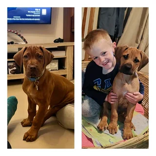 Ridgeback puppies