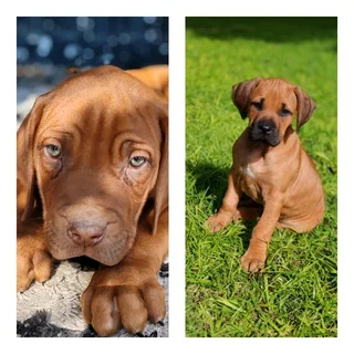 Ridgeback puppies