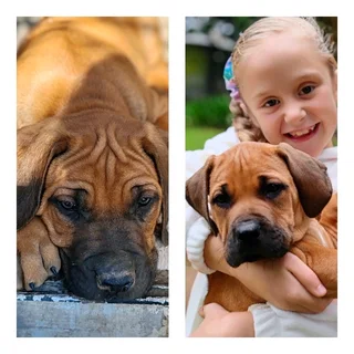 Ridgeback puppies