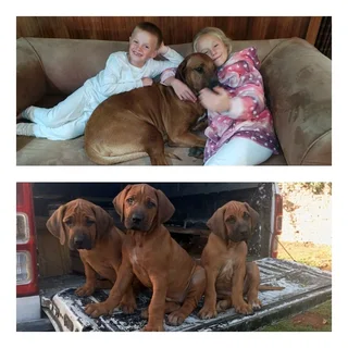 Ridgeback puppies