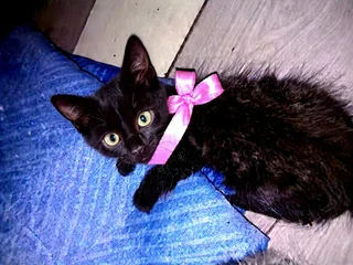 furry ,playfully kitten ,Ragdoll