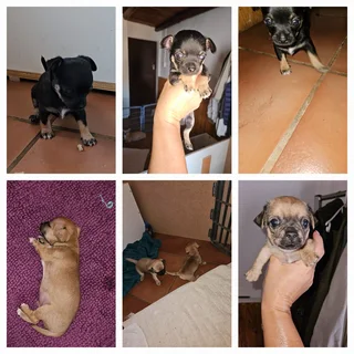 Chihuahua puppies for sale