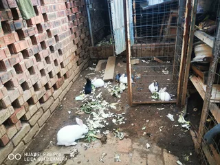 Young and adults Rabbits for sale. If you are interested, kindly phone or WhatsApp 076 130 3856.