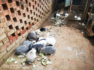 Young and adults Rabbits for sale. If you are interested, kindly phone or WhatsApp 076 130 3856.
