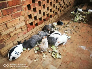 Young and adults Rabbits for sale. If you are interested, kindly phone or WhatsApp 076 130 3856.