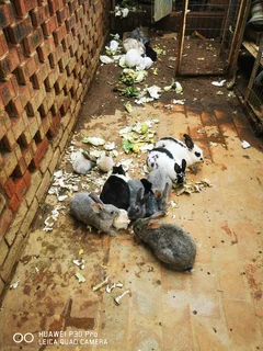 Young and adults Rabbits for sale. If you are interested, kindly phone or WhatsApp 076 130 3856.