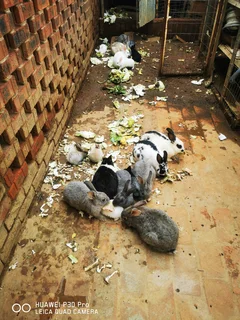 Young and adults Rabbits for sale. If you are interested, kindly phone or WhatsApp 076 130 3856.