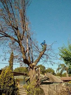 Brits Boomsloping/ Brits Tree Felling