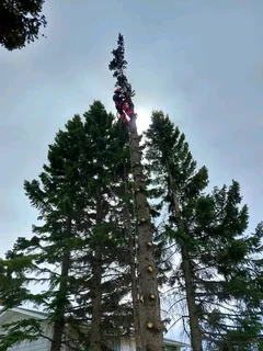 Brits Boomsloping/ Brits Tree Felling