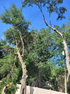 Brits Boomsloping/ Brits Tree Felling