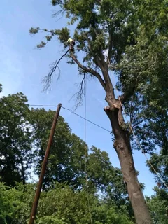 Brits Boomsloping/ Brits Tree Felling