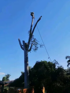 Brits Boomsloping/ Brits Tree Felling