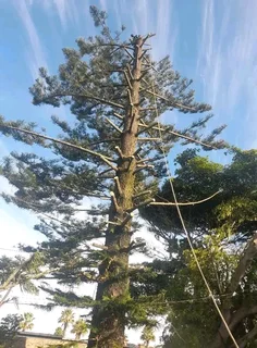 Brits Boomsloping/ Brits Tree Felling