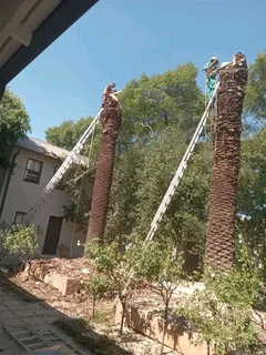 Brits Boomsloping/ Brits Tree Felling