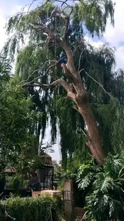 Magaliesburg Tree Felling/ Boomsloping Magaliesburg