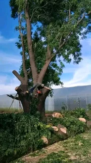Magaliesburg Tree Felling/ Boomsloping Magaliesburg