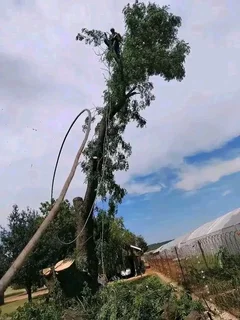 Magaliesburg Tree Felling/ Boomsloping Magaliesburg