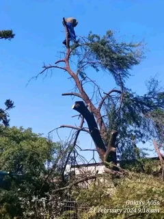Magaliesburg Tree Felling/ Boomsloping Magaliesburg