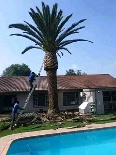 Magaliesburg Tree Felling/ Boomsloping Magaliesburg