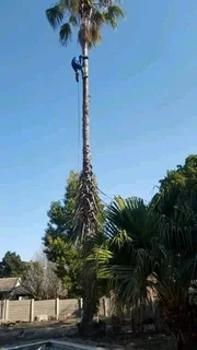 Magaliesburg Tree Felling/ Boomsloping Magaliesburg