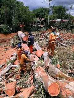 Modimolle Tree Felling/ Boomsloping