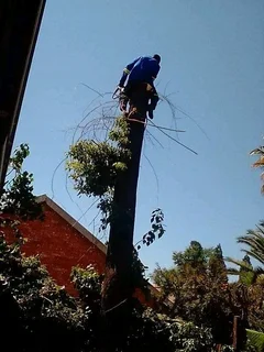 Modimolle Tree Felling/ Boomsloping