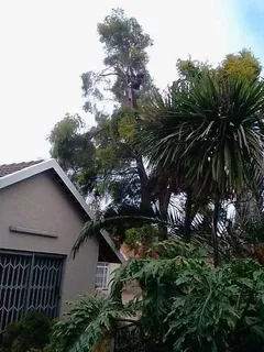 Modimolle Tree Felling/ Boomsloping